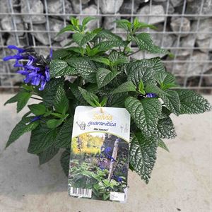 Afbeelding van EJ Salvia P19 Black and Blloom